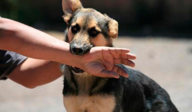 El Mejor Bufete Jurídico de Abogados en Español Especializados en Lesiones por Mordidas de Perro o Mascotas en Los Angeles California